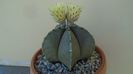 Astrophytum miriostigma