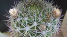 Gymnocalycium saglionis