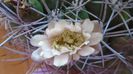 Gymnocalycium saglionis