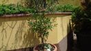 Punica granatum cv. Lagrelliae