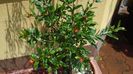 Punica granatum cv. Lagrelliae