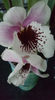 miltoniopsis "Benito que eternity"