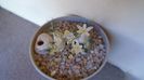 Ornithogalum sardienii