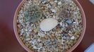 Grup de 3 Gymnocalycium