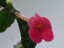 Achimenes Tropical Punch