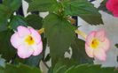 Ivory Blush
