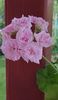 Millfield Rose