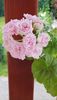 Millfield Rose