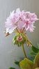 Joann Hodgson