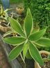 Agave Atenuata Ray of Light