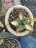 Agave Tradewind mediopicta yellow