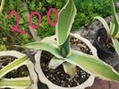 Agave Snow Fall