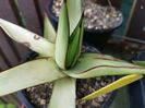 Agave Romanii Pale