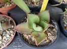 Agave bovicornuta