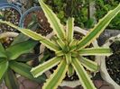 Agave xilocanta