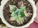 Agave isthmensis
