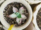 Agave isthmensis becki
