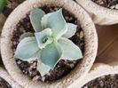 Agave potatorum bluewinds