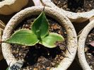 Agave mitis multicolor