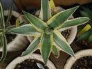 Agave Cornelius