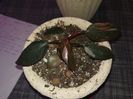 Philodendron Pink Princess 200