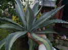 Agave protoamericana mediopicta lime
