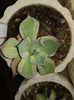 Agave potatorum