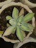 Agave ki