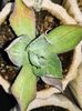 Agave potatorum striata
