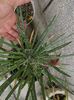Agave filifera multifilifera