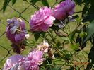 Harlow Carr