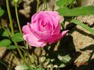 seedling