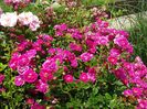 Super Excelsa