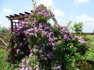 Veilchenblau