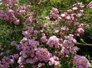 Heavenly Pink