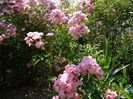Heavenly Pink