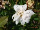 Perle d'Or
