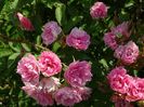 Pink Grootendorst