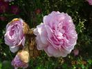 Princess Alexandra of Kent