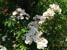 Guirlande Rose
