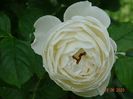 Uetersener Klosterrose