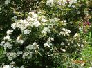 Darlow's Enigma