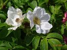 rosa rugosa Alba