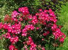 Candia Meillandecor