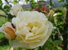 Jayne Austen