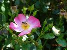 Fleurette