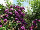 Bleu Magenta