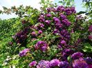Bleu Magenta