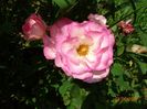Bordure Rose