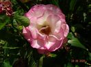 Bordure Rose